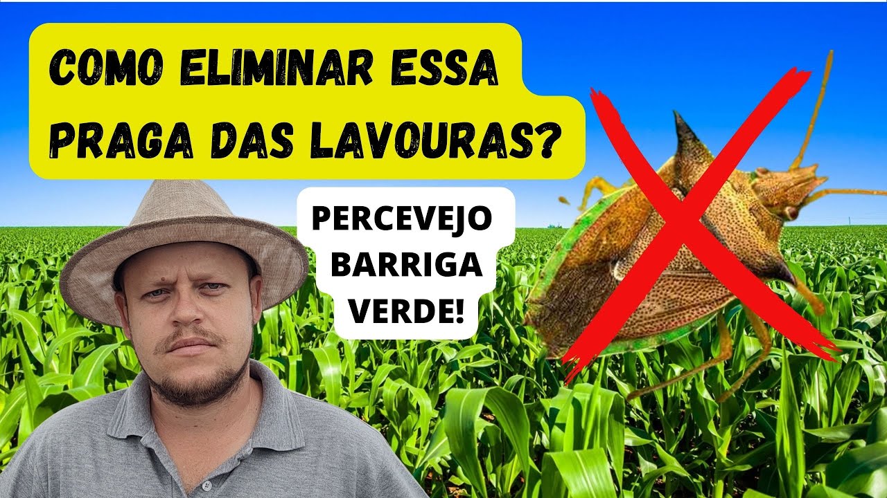 PERCEVEJO BARRIGA VERDE | Dichelops ssp. e Diceraeus spp. Como identificar e controlar essa praga