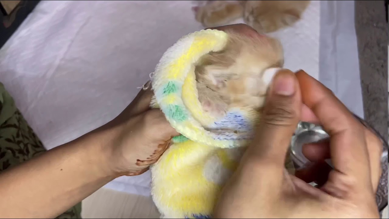 Treating eye infection in new born kittens|neonate ophthalmia in kittens|cat eye discharge infection