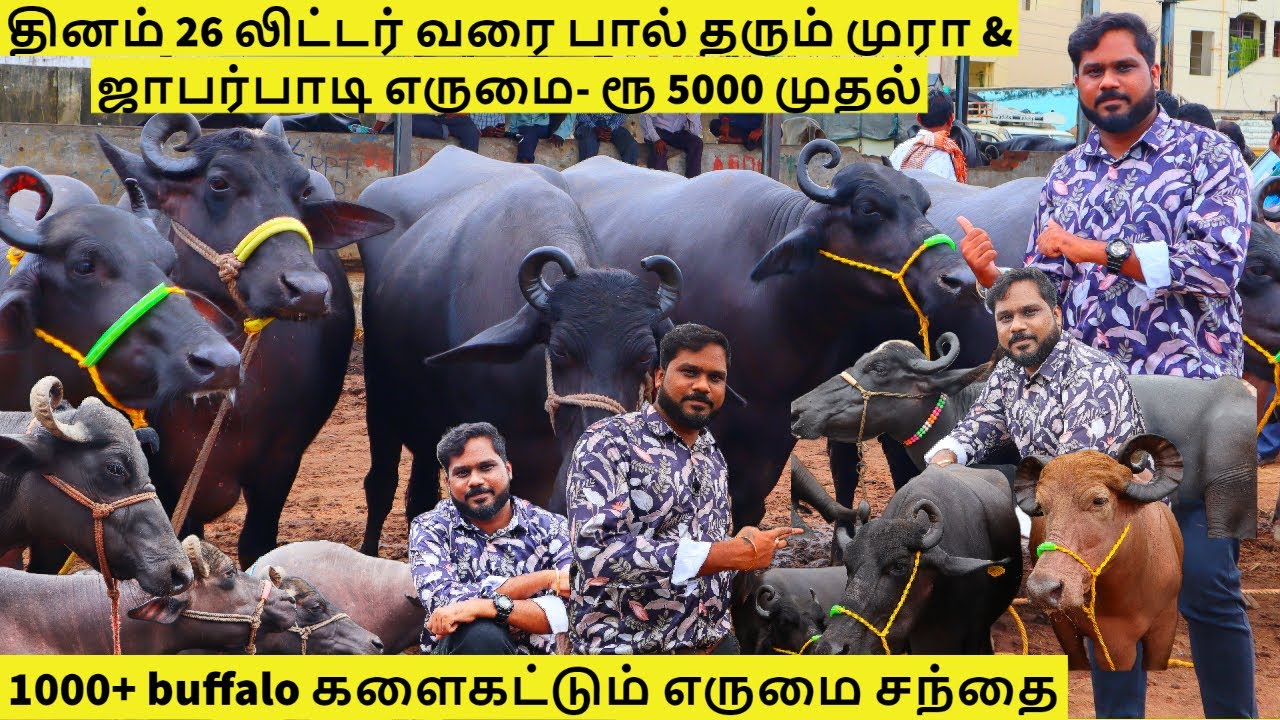 1000 பாகுபலி எருமைகள் கொண்ட சந்தை | இந்தியாவுலயே யாரும் கொடுக்க முடியாத விலையில் |ERRAGADDA BUFFALO