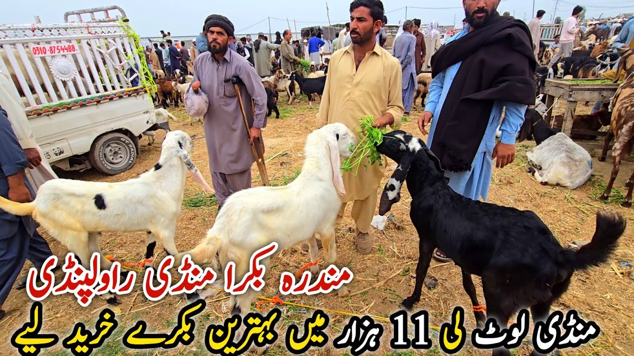 Mandi Lot Li Bakra Mandi Mandra Rawalpindi Update 12 March 2026
