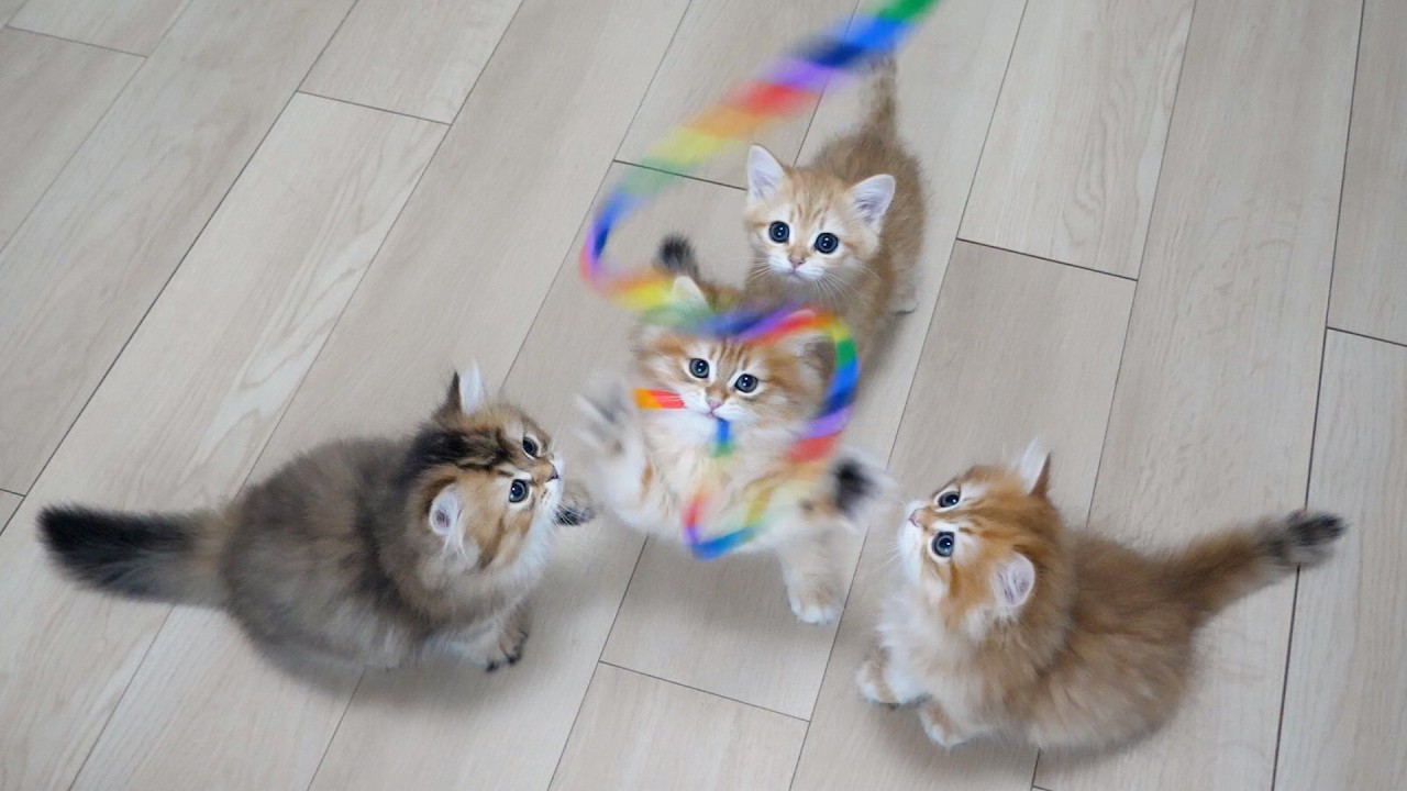 Here are the kittens going wild over their very first toys...