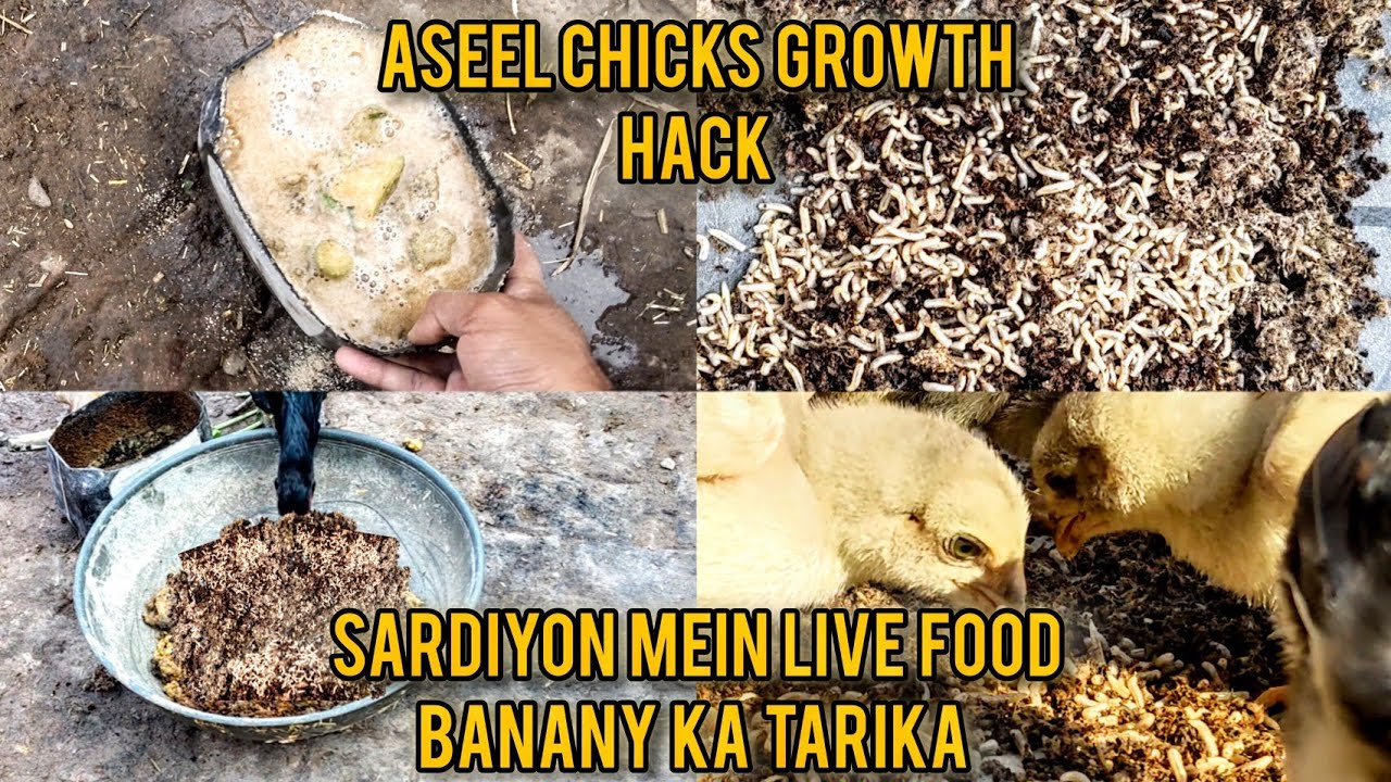 How to make Live Food for Chicks at Home | How to raise Insects Free | Chicks Feed in Winter