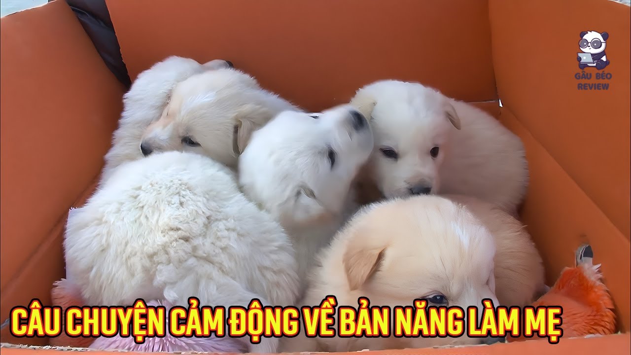 Chú chó trốn nhà lên bãi đá sinh con và câu chuyện cảm động về bản năng làm mẹ