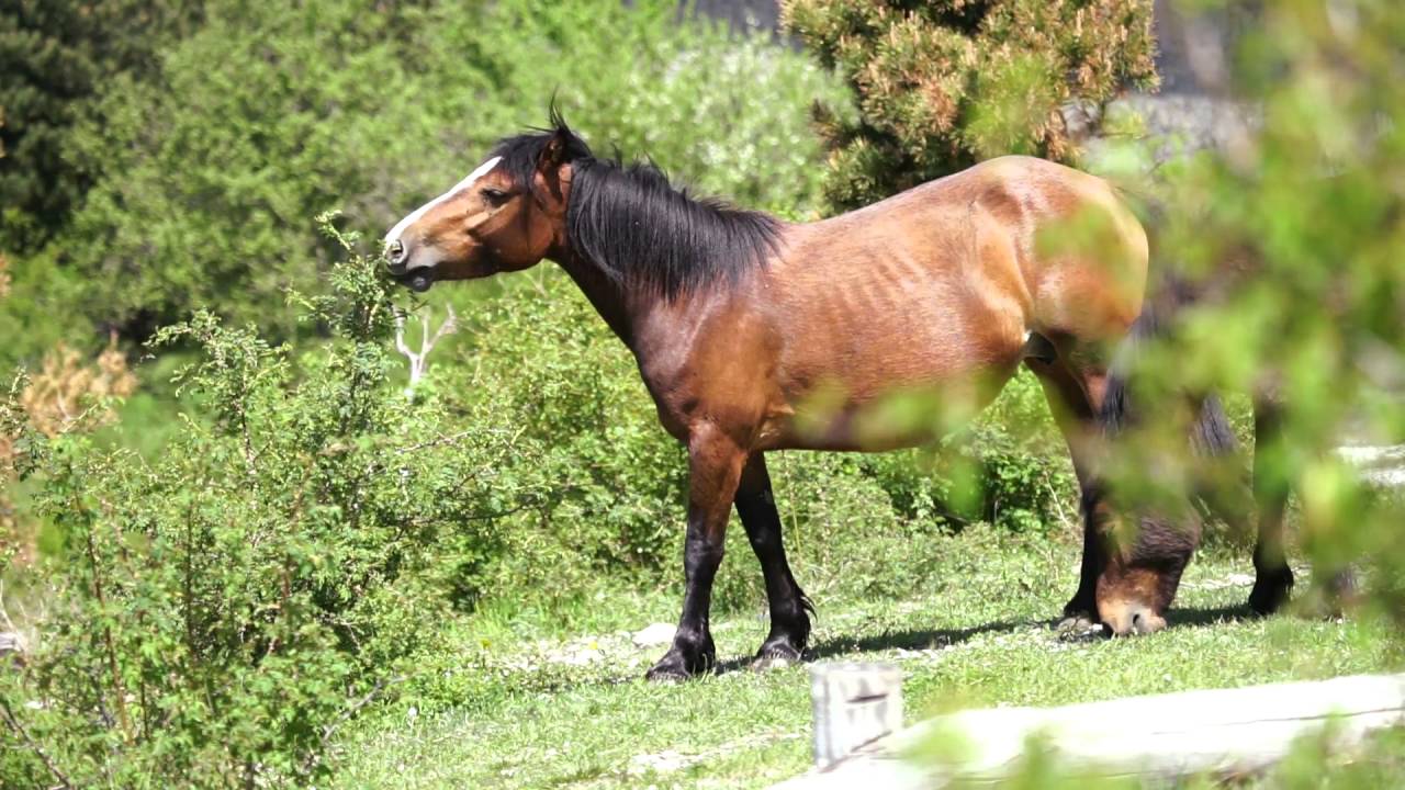 I Cavalli selvaggi dell' Aveto.