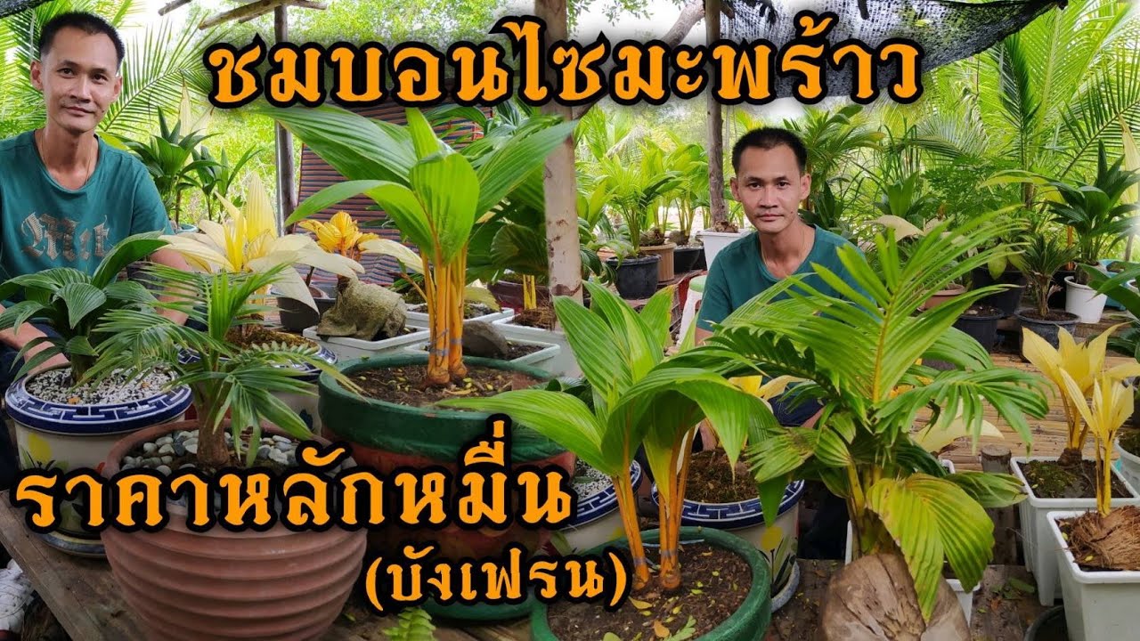 #CoconutBonsai:ชมบอนไซมะพร้าวราคาหลักหมื่น(บังเฟรน)🌴🌴