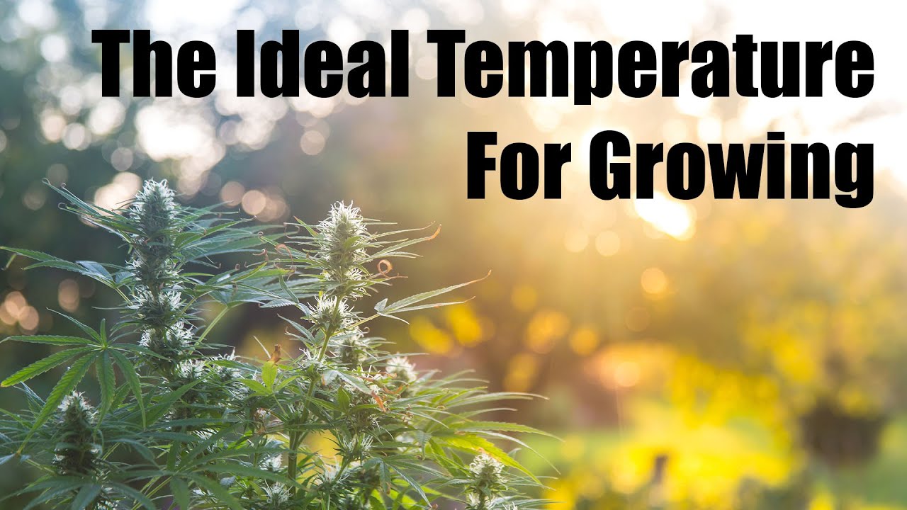 Indoor Grow Basics: Understanding and Adjusting Temperature