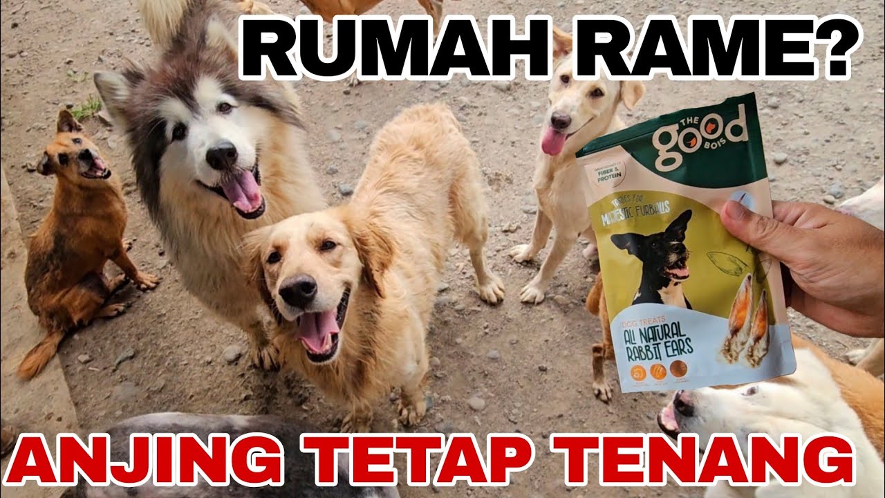 Tips Agar Anjing Tetap Tenang Saat Rumah Banyak Tamu (Tanpa Over Excited)