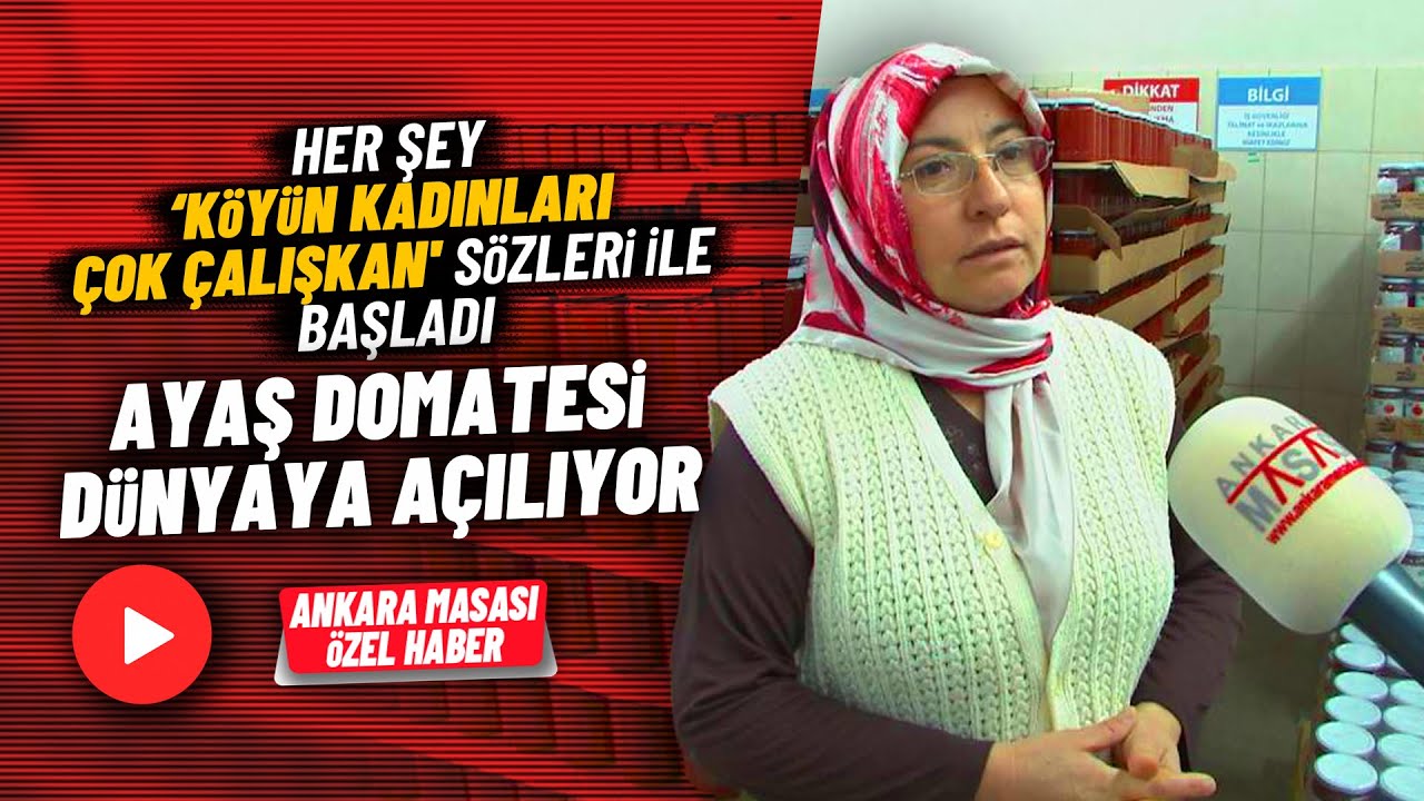 Ayaş domatesi Akkaya köyünden dünyaya açılacak