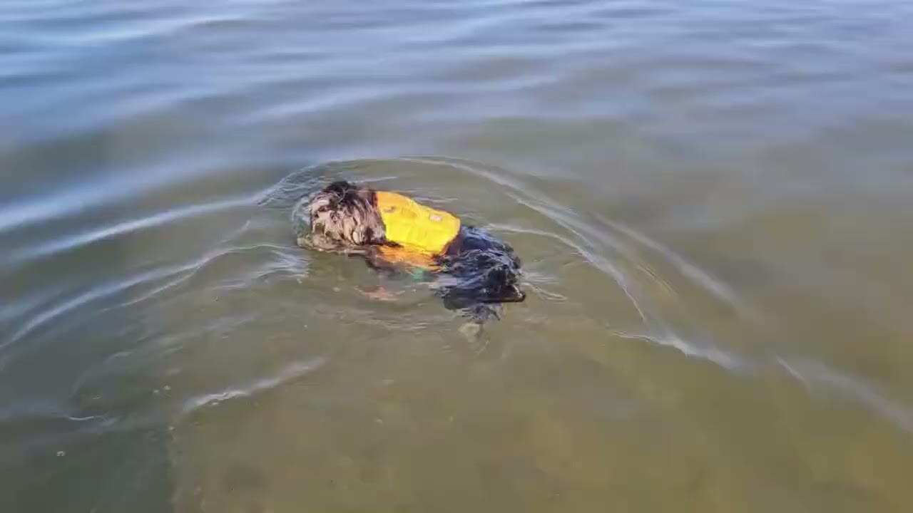 Chimera's Cleo Fit Dog Title BRONZE Swim Submission