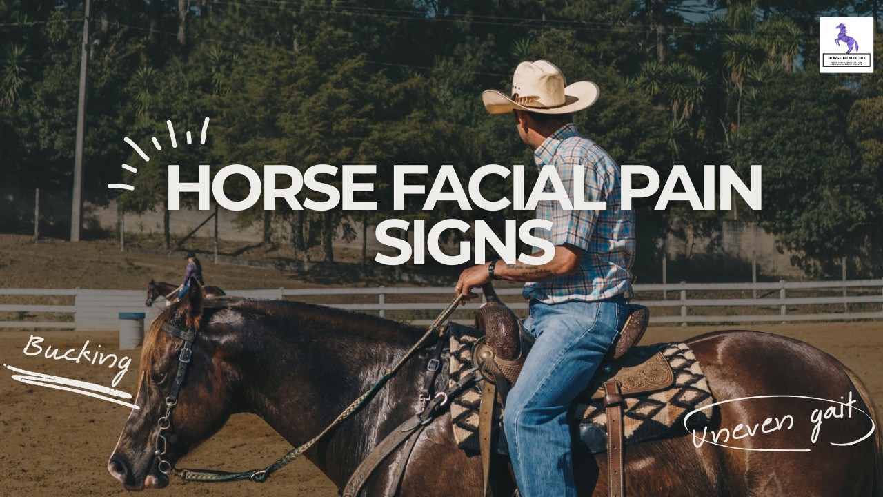 Horse Facial Pain Signs Explained