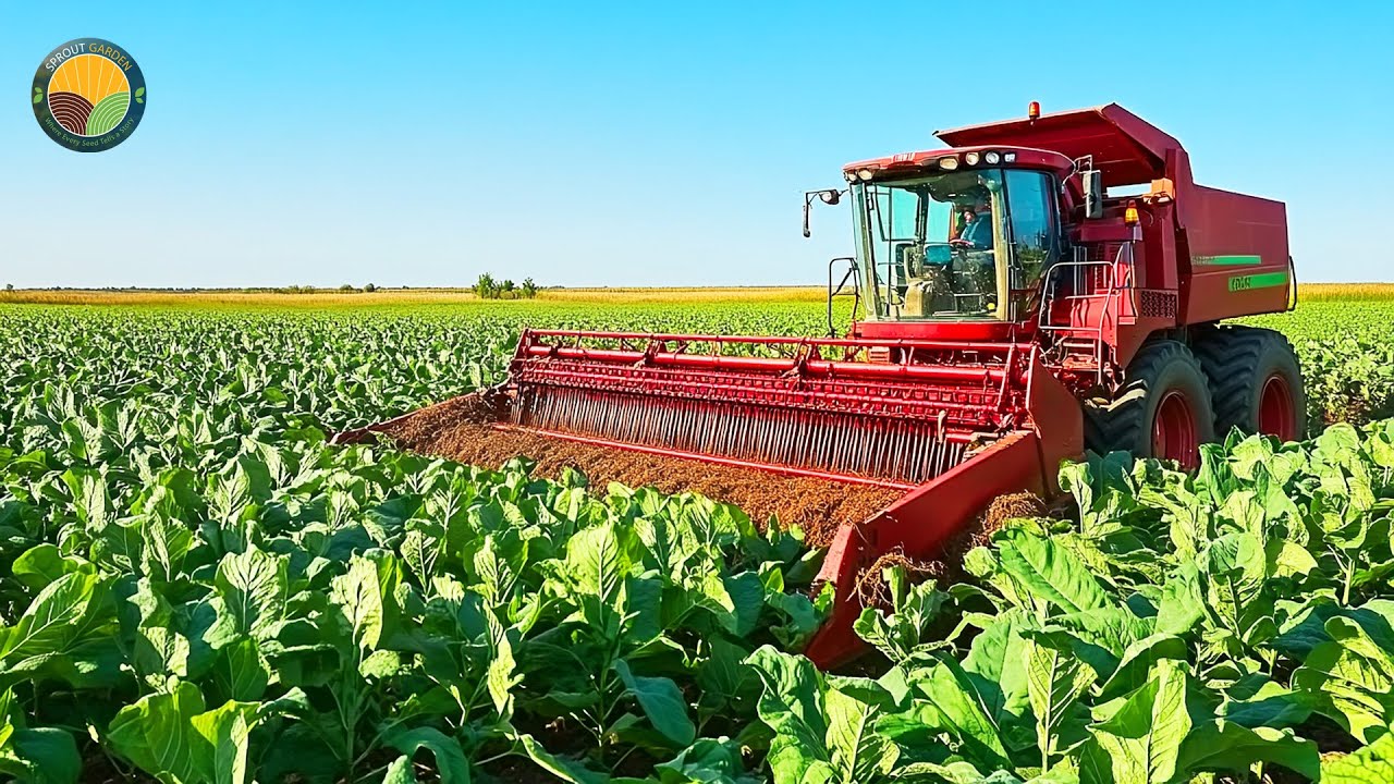 How Farmers Harvest Tobacco by Machine: Tobacco Processing In Factory | Farming Documentary
