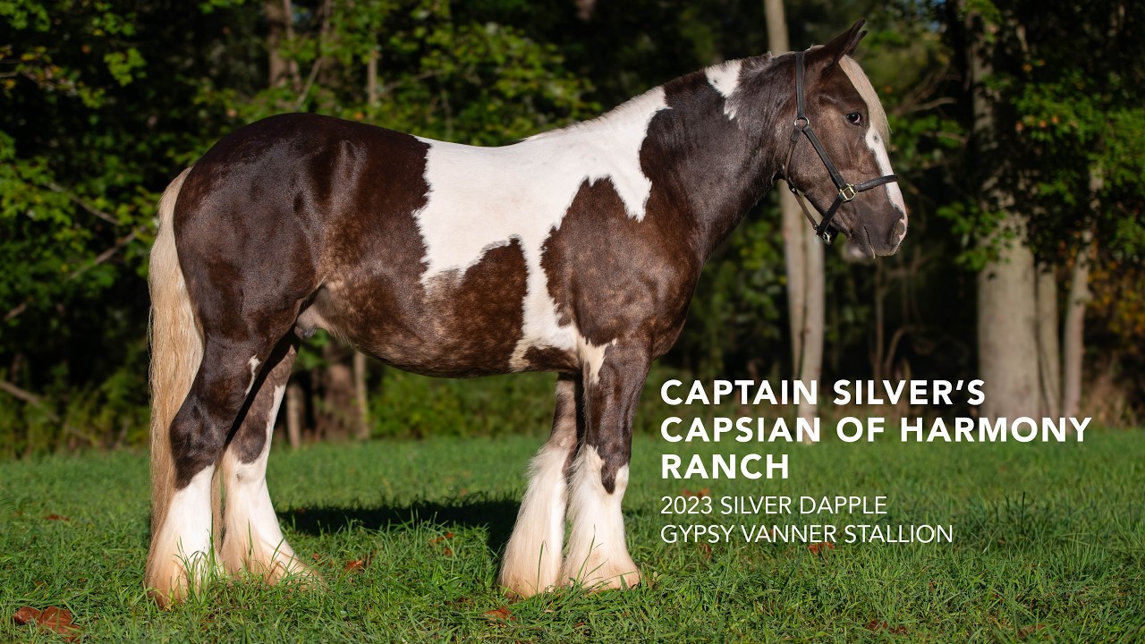2023 Silver Dapple Gypsy Vanner Stallion | Selling at Northern Indiana Riding Horse Auction
