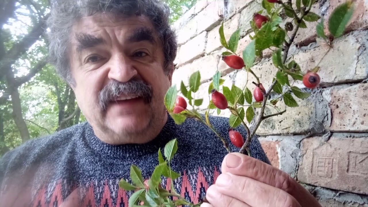 Botanikus a konyhában - 54. A 