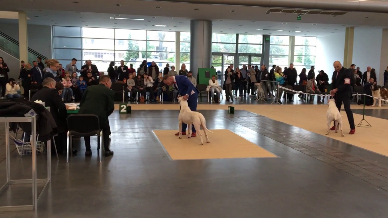 International Dog Show Poznań 30.10.2016 Champion Class  Dogo Argentino