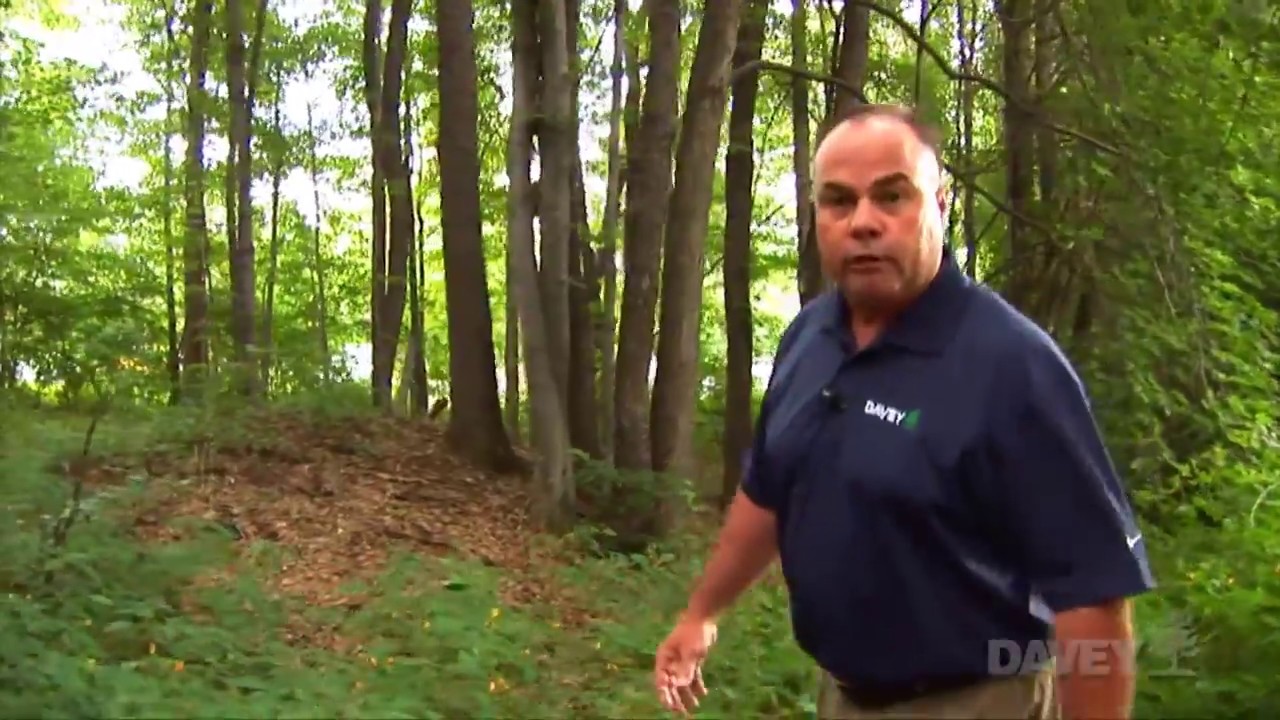 Tips on How to Mulch Around Trees & Common Mistakes