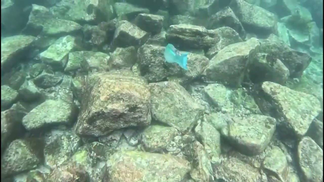 Turquoise Blue-Chinned Parrotfish in Galapagos