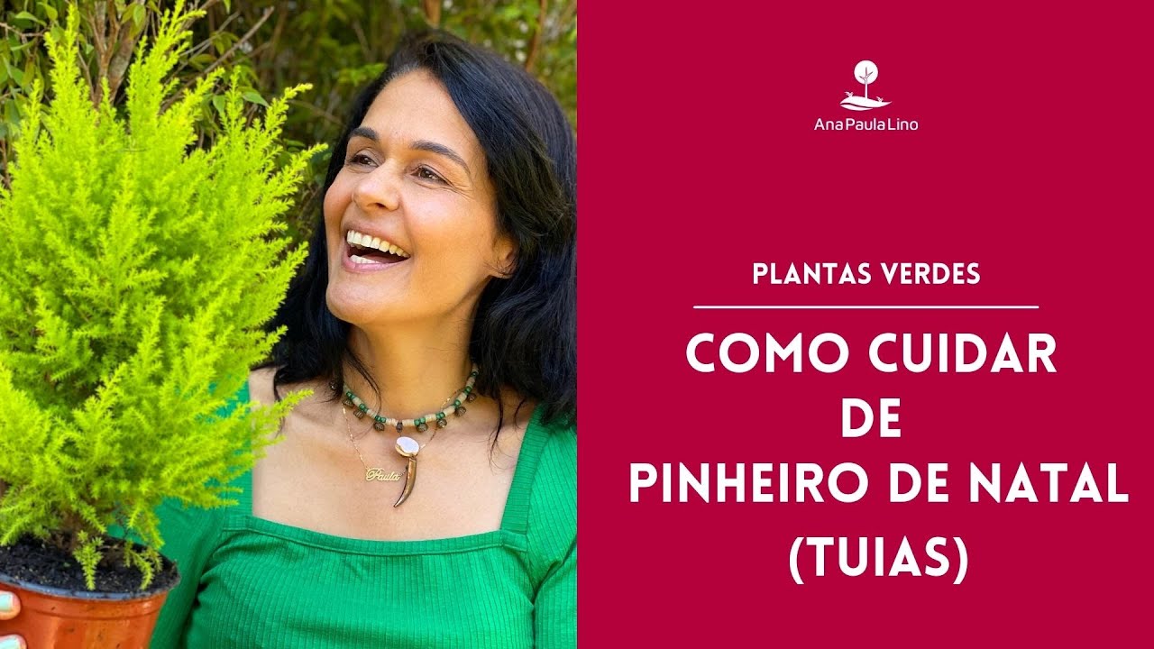 PLANTAS VERDES: Árvores de natal de verdade: 3 dicas de ouro para não morrer
