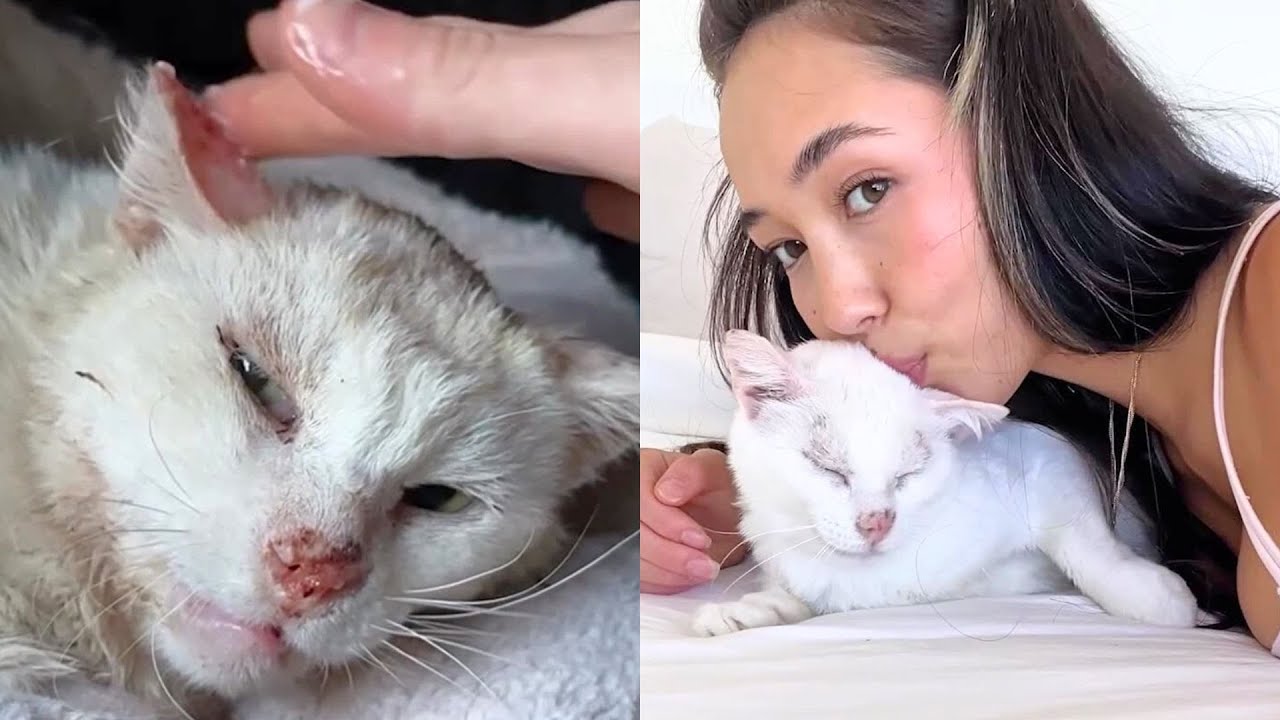 Street Kitty Can't Stop Thanking New Mom For Saving Him ❤️