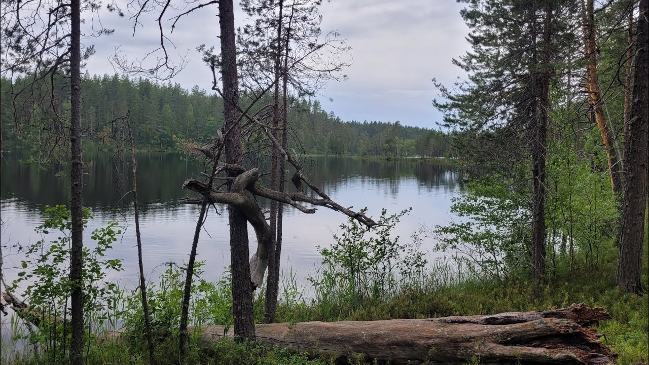 Petkeljärven kansallispuisto Kuikan kierros