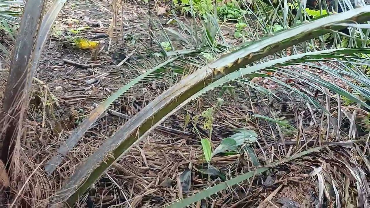 Kastrasi pertama pada tanaman kelapa sawit