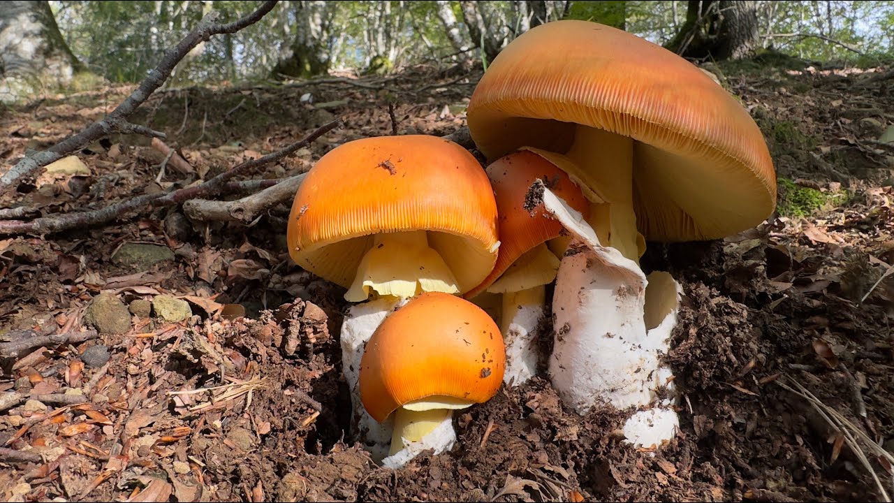 Gorringoaren koloreak itzuli dira (AMANITA CAESAREA, 2023 - Iraila) (HDR)