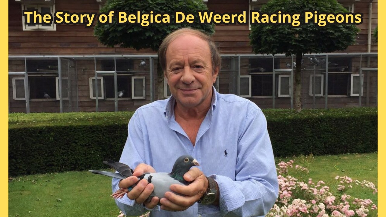 The Story of Belgica De Weerd Racing Pigeons 🕊️ | Science, Selection & Champions