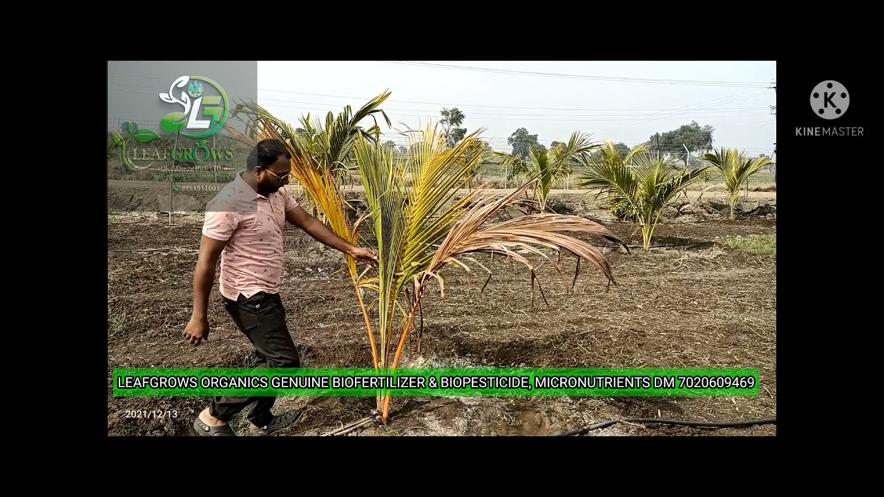 नारळ कोंबकुज नियंत्रण Coconut Fungle Treatment Jayesh Waghchaure 7020609469