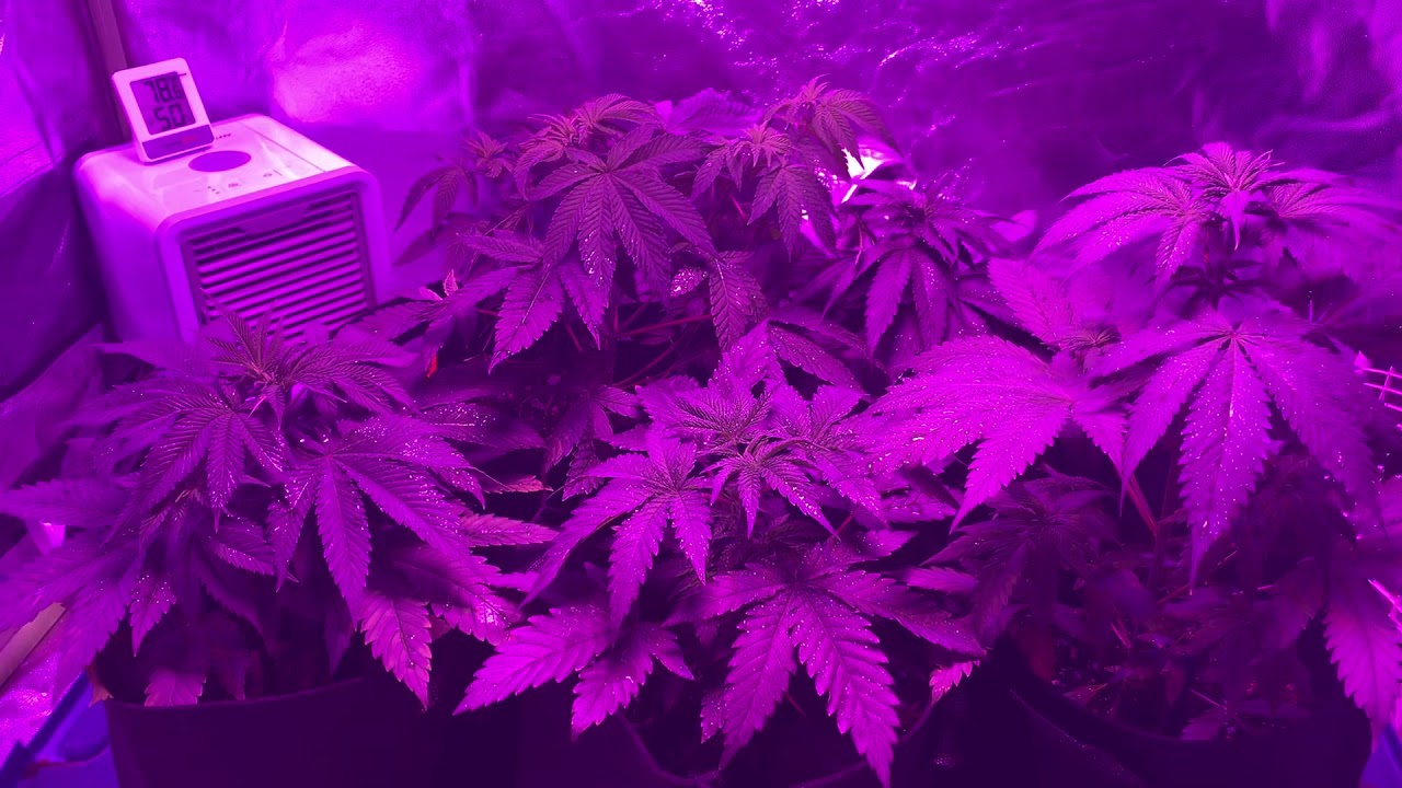 Their last day in Veg!! Flower time 😎 #GaryGanjaGrows #FromSeedtoSmoke