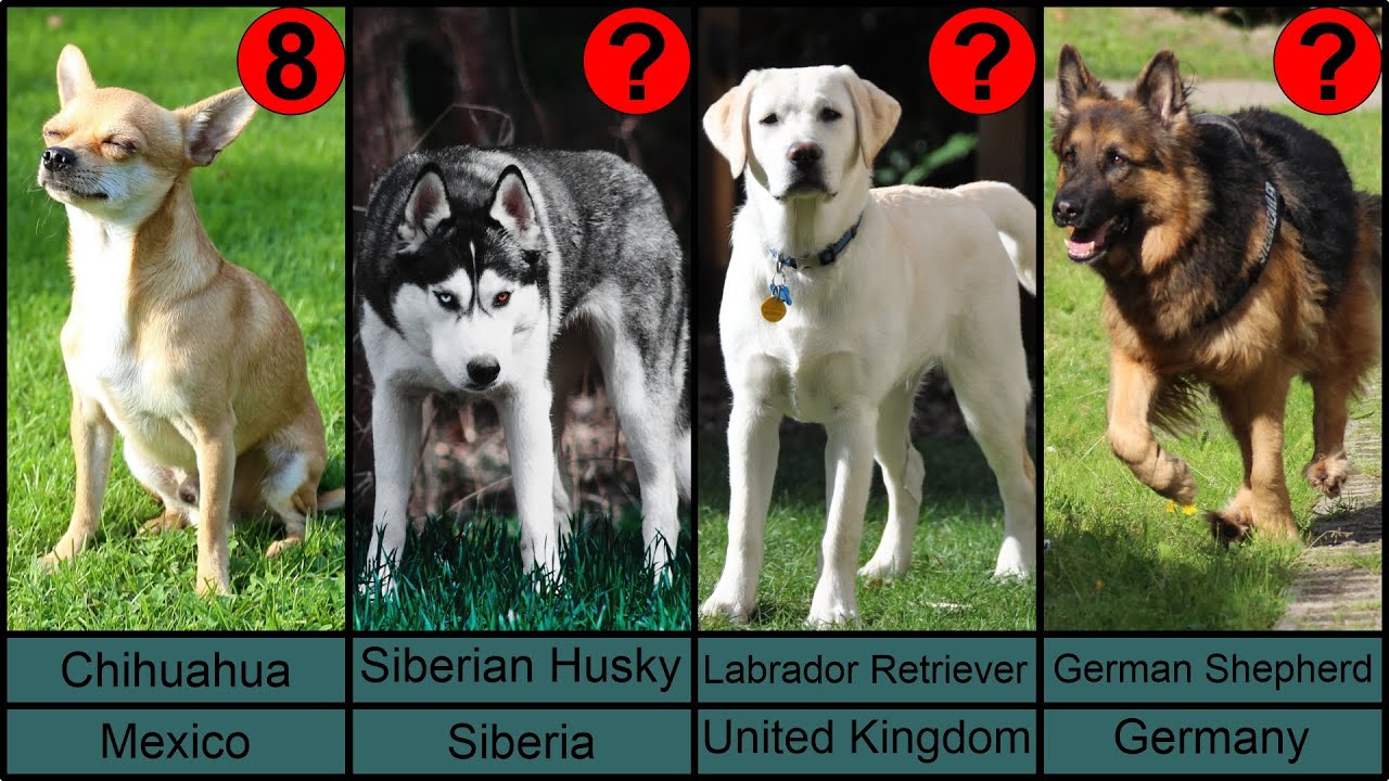 Top 50 Most Popular Dog Breeds in the World 2022