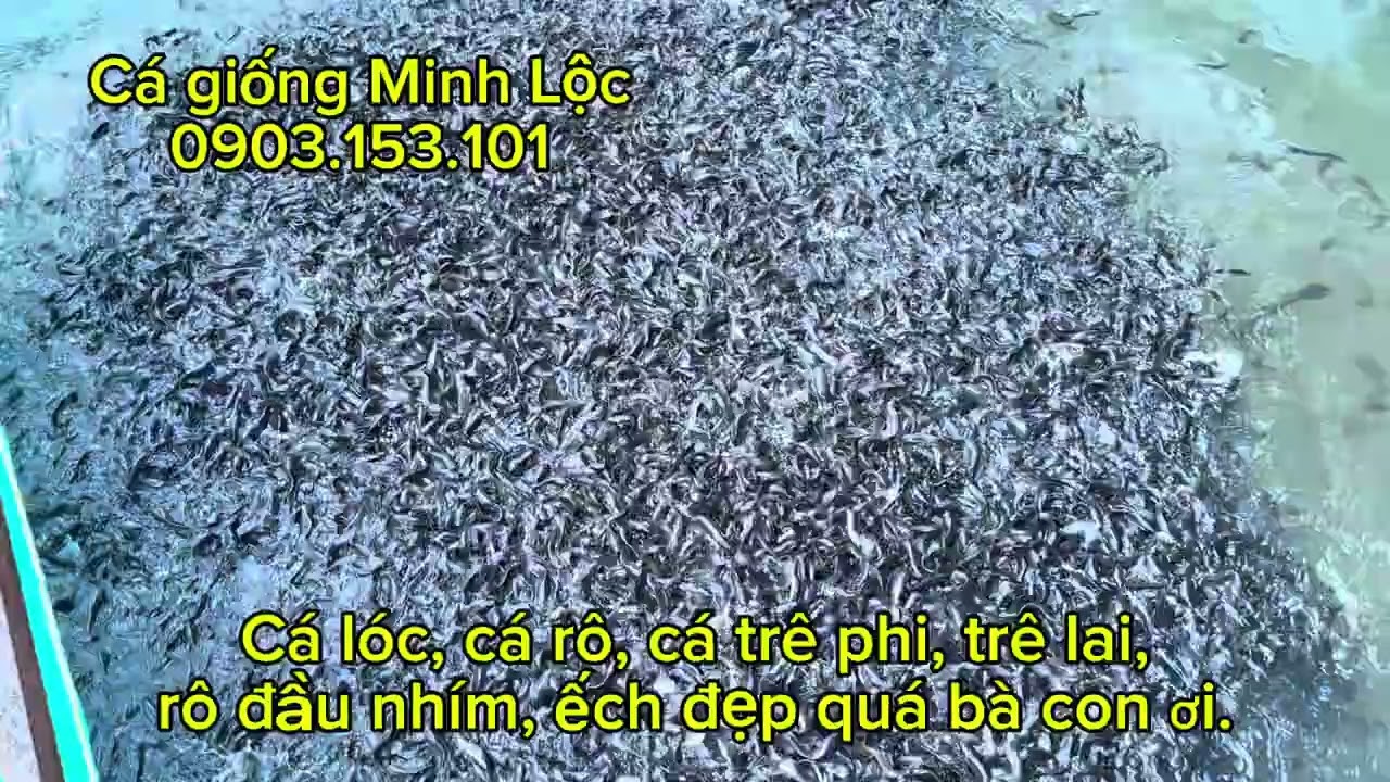 Ếch, cá lóc, cá trê phi, trê lai, cá rô đầu nhím ăn cám khoẻ nha bà con - 0903.153.101 (Lộc, TPHCM)