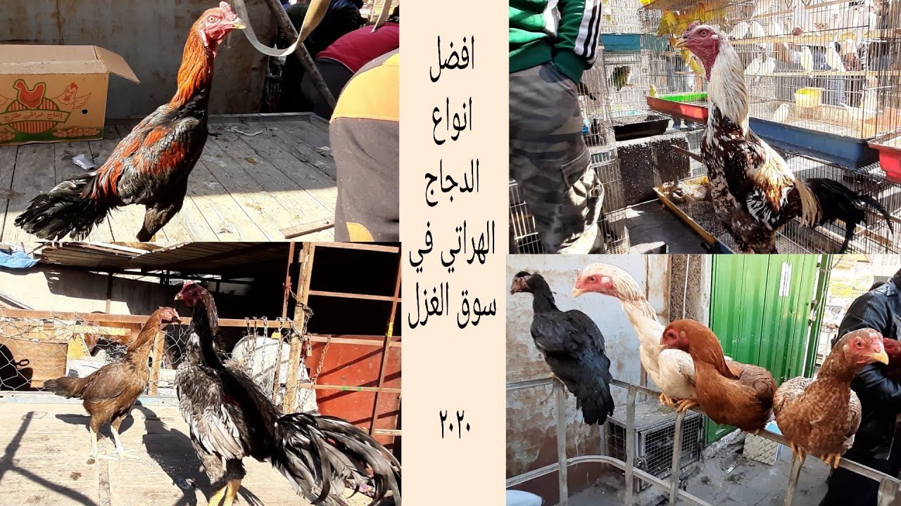 سوق الغزل ❤أنواع الهراتي في سوق الغزل ❤ 14 فبراير 2020