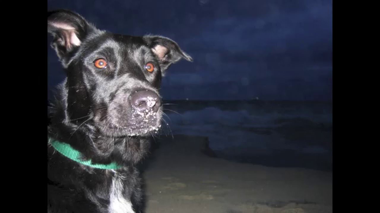 Ode to a Dog - a song celebrating dogs by Nicolette Aubourg