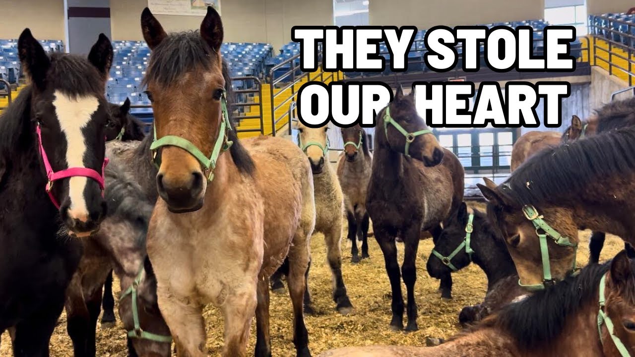 UNFORGETTABLE Draft Horse Auction: Brabant DRAFT CROSS Yearlings!