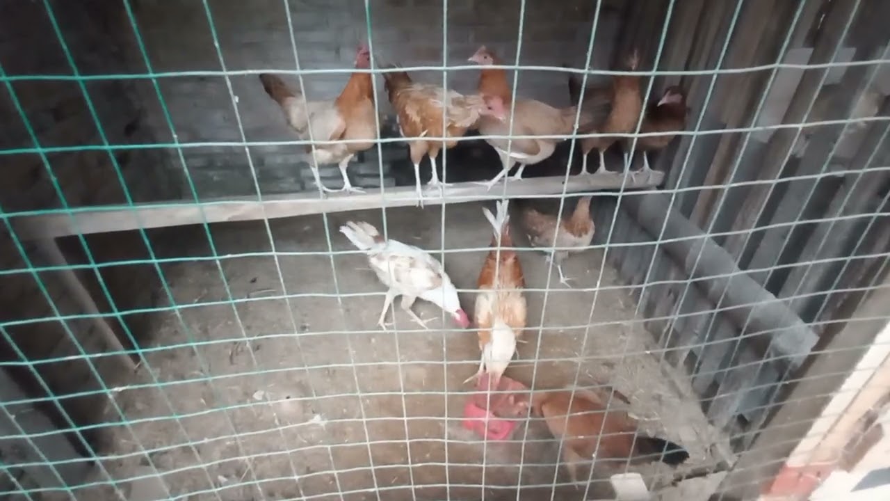 PEMULA WAJIB ADA 2 KADANG KOLONI #ayam #ayamkampung 