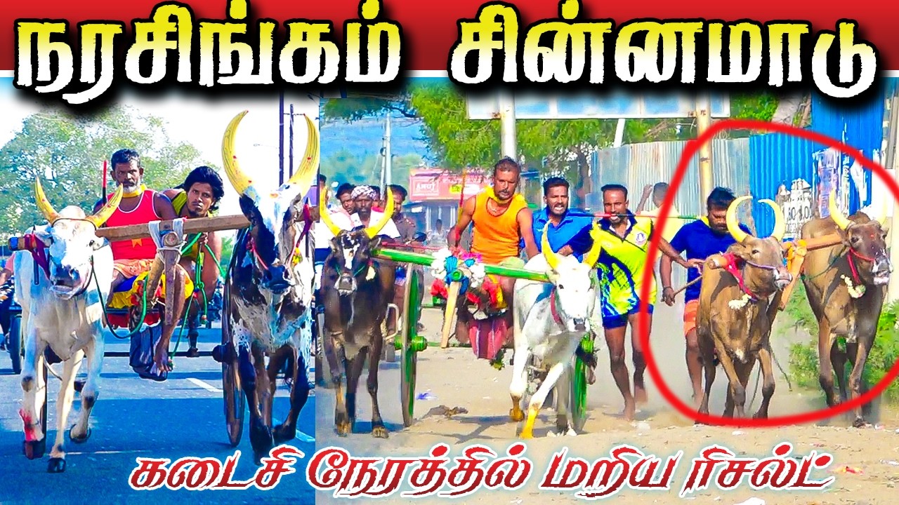 நரசிங்கம்சின்னமாடு பந்தயம் 15/02/2026