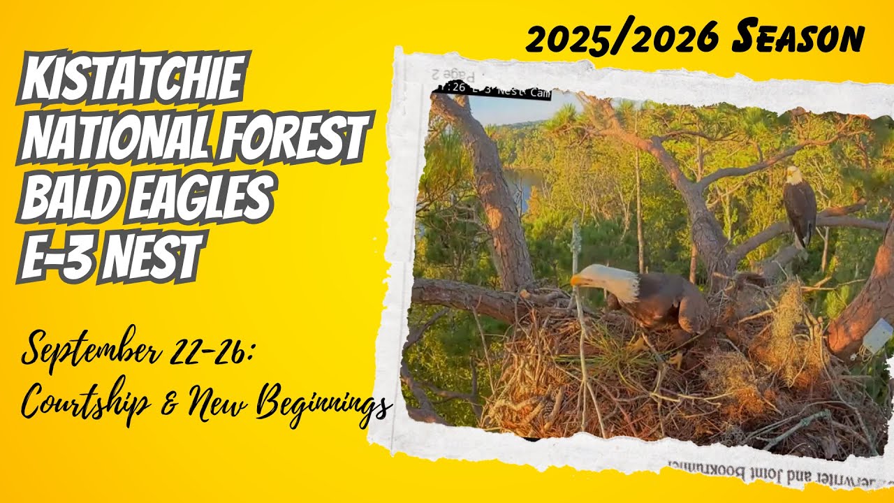 Courtship & New Beginnings - Kisatchie National Forest E-3 Nest (9/22-9/26)