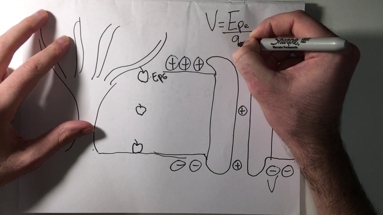 Bioelectricidad (neurofisiologia)