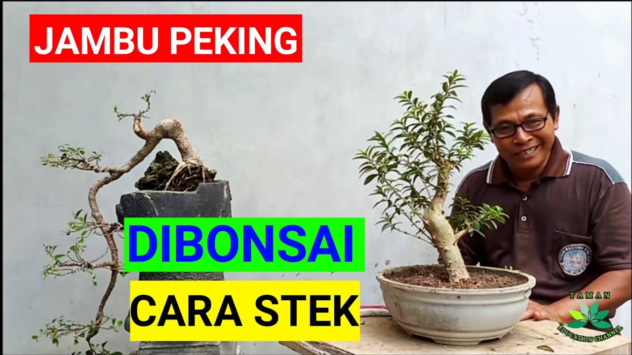 JAMBU BIJI Daun kecil (PEKING)