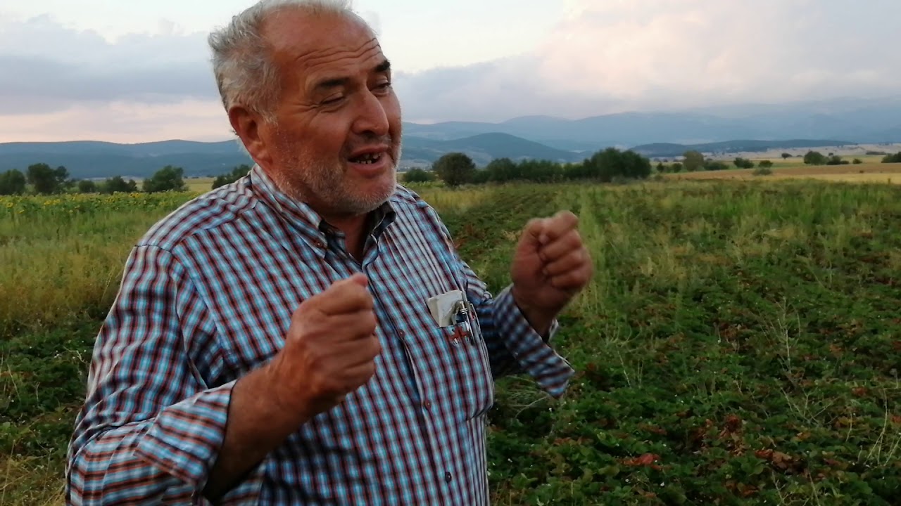 Uşak İlinin En Büyük ve Organik Açık Alan Çilek Tarlası Comburt Köyü’nde
