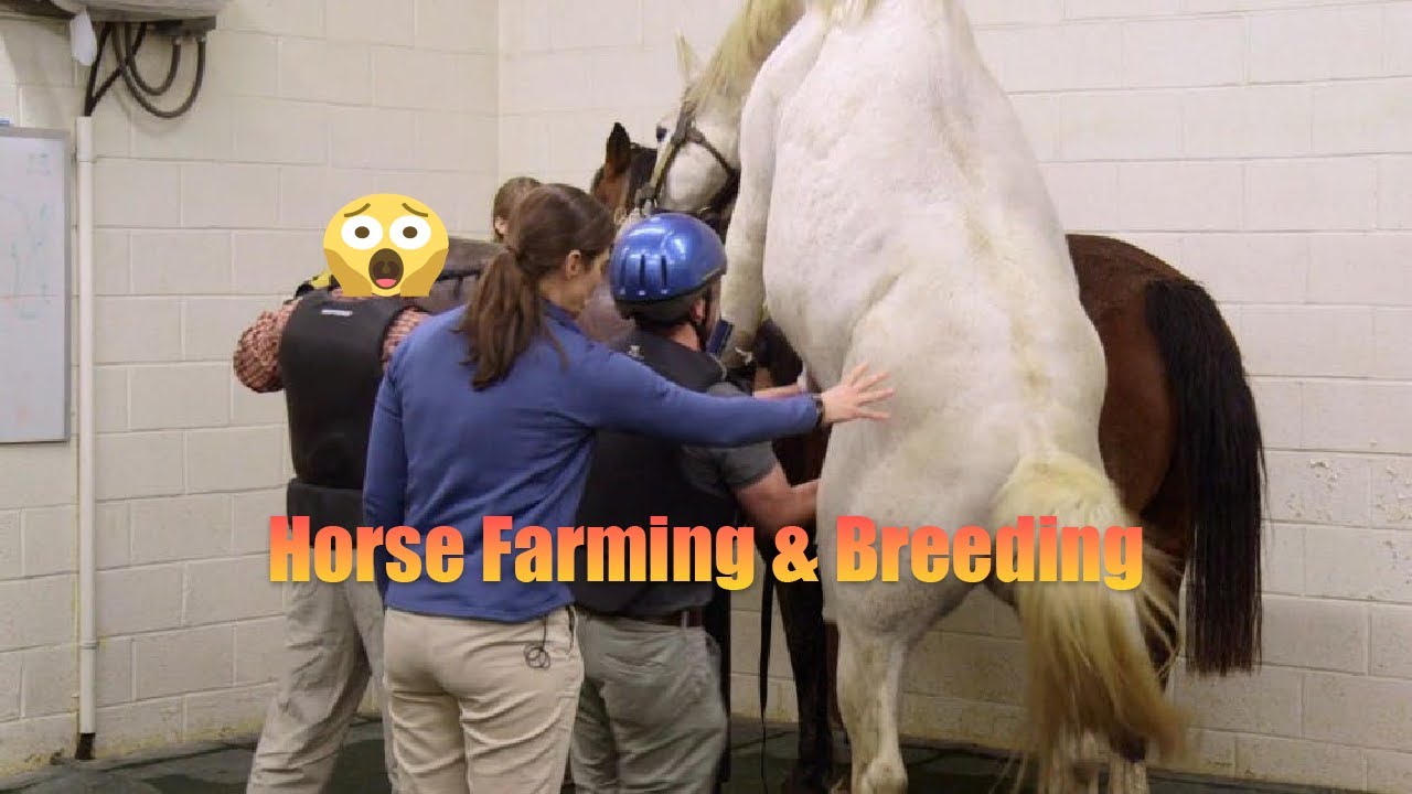 🐎 Horse Farming & Breeding | Starting a Successful Horse Breeding Journey