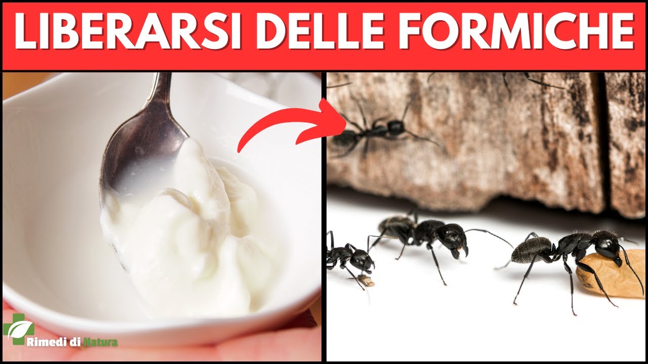 Rimedi Naturali Contro le Formiche: Soluzioni Efficaci!