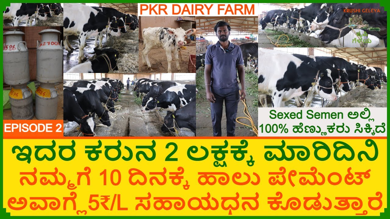ನಮ್ಮಗೆ 10 ದಿನಕ್ಕೆ ಹಾಲು ಬಿಲ್ | ಈ Semen ಅಲ್ಲಿ ನಮ್ಮಗೆ 100% ಹೆಣ್ಣು ಕರು ಸಿಕ್ಕಿದೆ | 45 Cows Dairy Farm