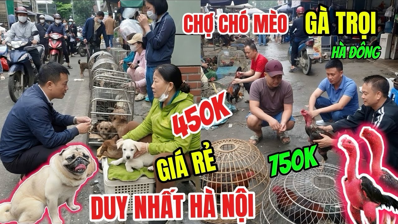 Chợ Ch&oacute; M&egrave;o H&agrave; Đ&ocirc;ng- Ch&oacute; 450K Một Con, G&agrave; Trọi 750k Một Con Si&ecirc;u Đẹp/ Phi&ecirc;n Chợ C&oacute; 1-0-2 Ở H&agrave; Nội