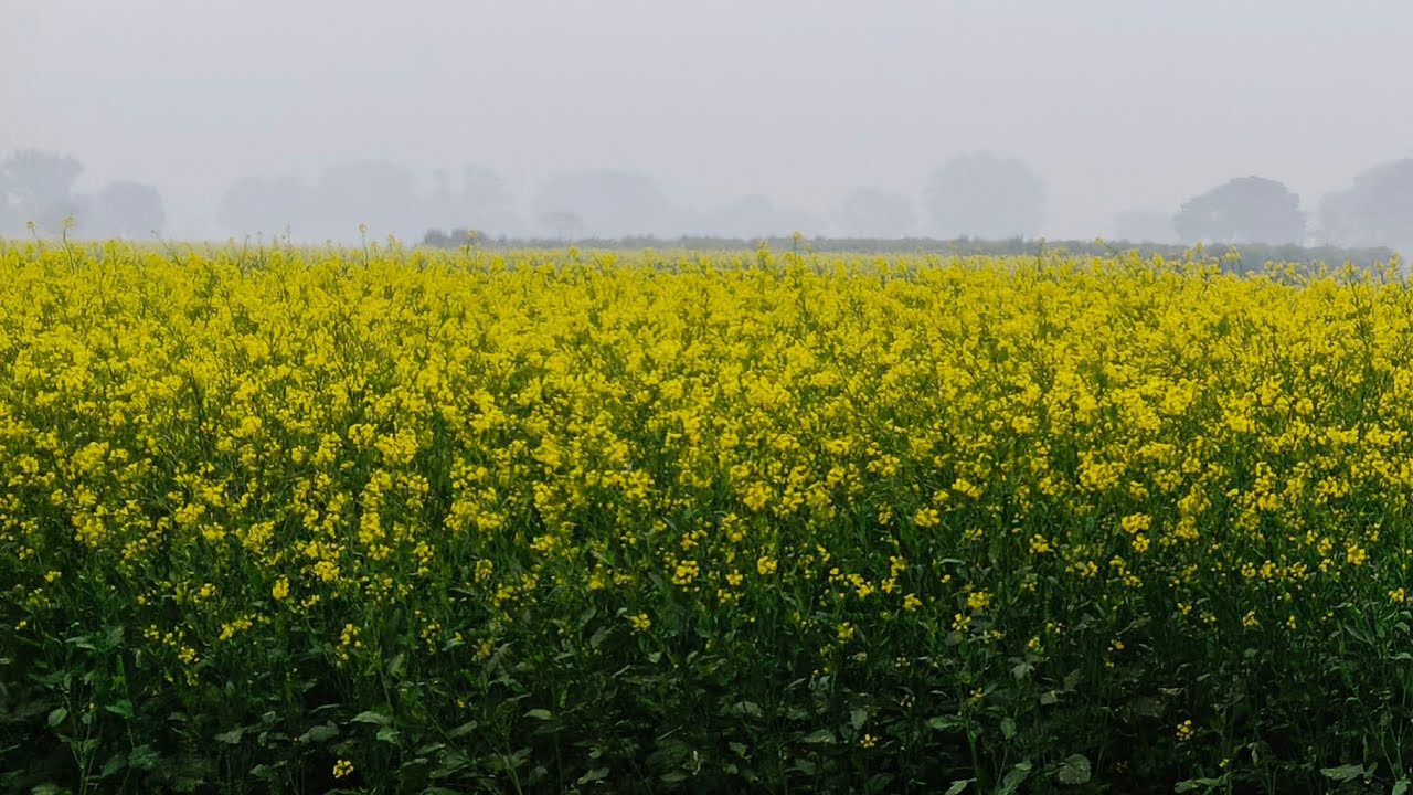 मेरी लाइव में आप सभी का स्वागतहै