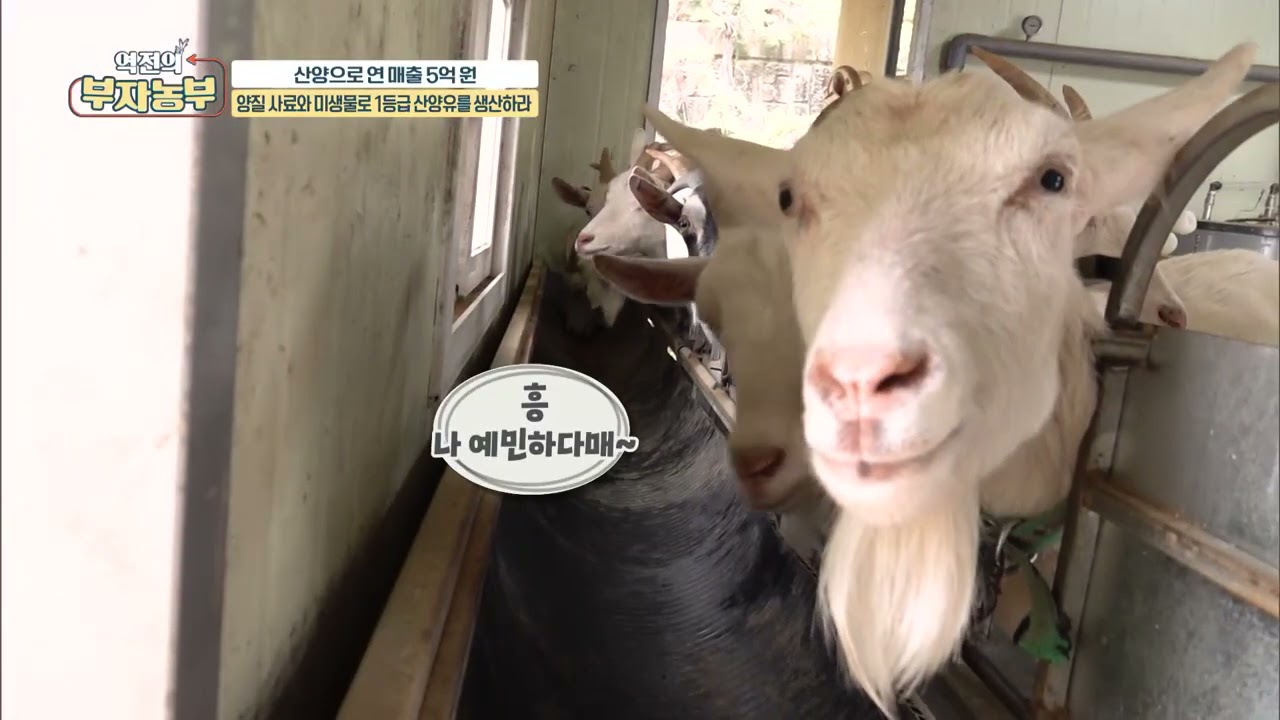 [147회] 산양으로 연 매출 5억! 음메~~!