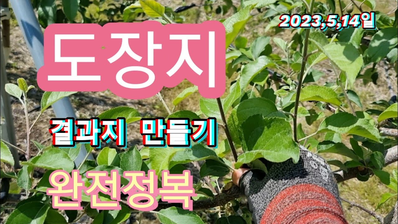 사과나무 도장지 완벽하게 이해해서 이용하기