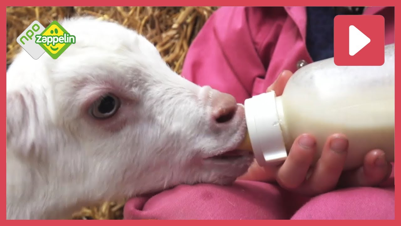 Hannah woont op een geitenboerderij | Beestenbrigade | NPO Zappelin
