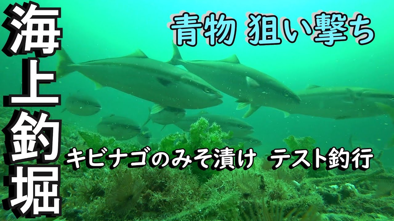 海上釣り堀まるやで、キビナゴえさのテスト釣りをして来ました。いきなりモーニングでイナダがヒット！素晴らしい喰い込みでした・・・これから、正式に商品化予定です。