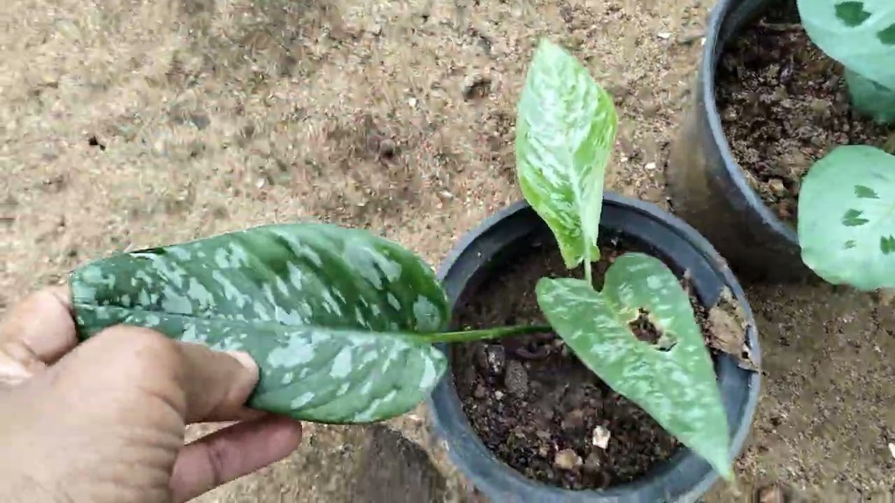  New plants sale video 