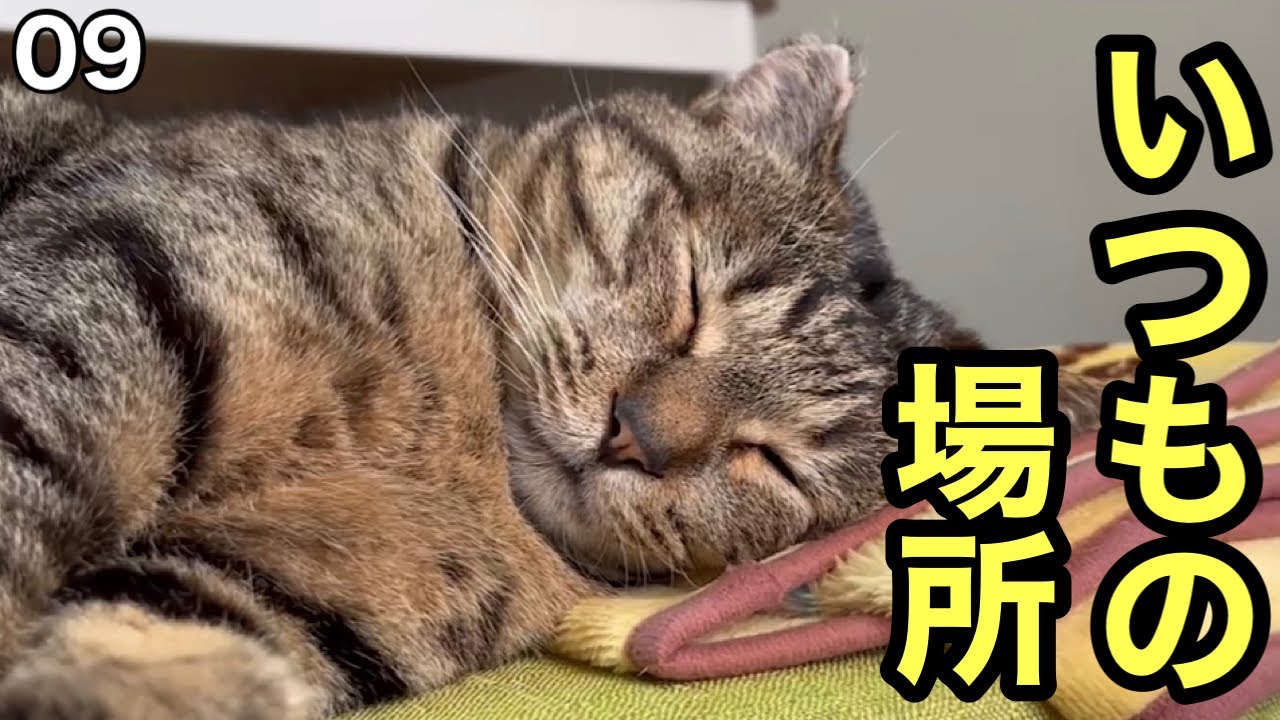 #09 少しずつ家の顔になってきた元野良猫ポテ